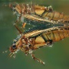 Potapnik vroubeny - Dytiscus marginalis - Great Diving Beetle 5197